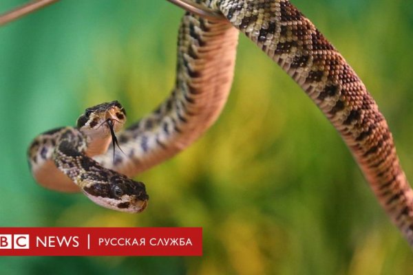 Кракен сайт бошки