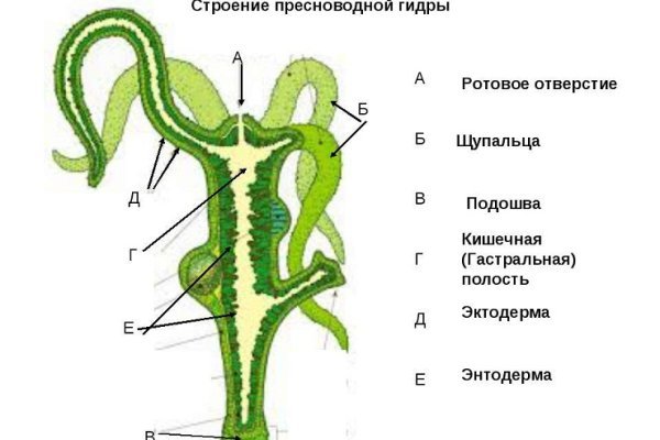 Гидра и кракен